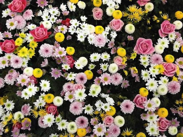 鲜花 纹理 花地毯 菊花 玫瑰 大丽花 白 粉色