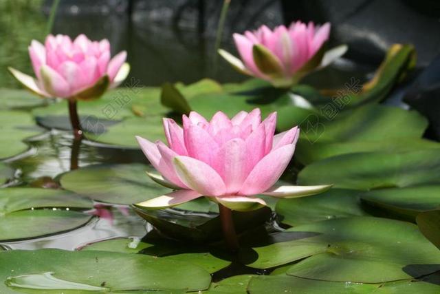 睡莲 池塘 水生植物 开花 粉红色