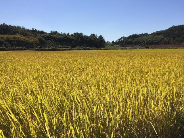 秋季 CH 收获 金色 农业 水稻 植物 稻田 大自然