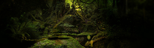 森林背景蜂蜜BANNER
