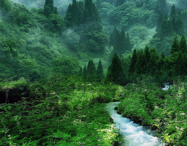 森林 山水风景H5背景