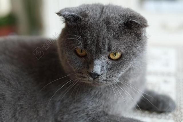 灰色广告可爱英国短毛猫背景图片