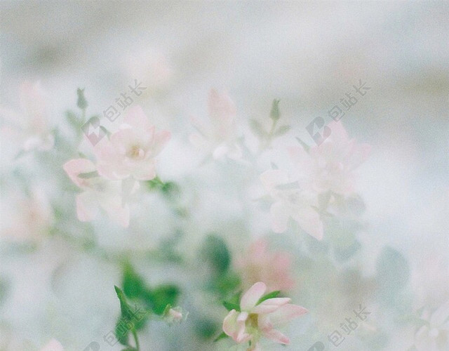 粉色小碎花H5背景