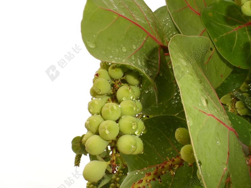 海葡萄 湾葡萄 COCCOLOBA UVIFERA 叶子 树 绿色