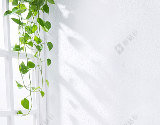 墙边植物背景