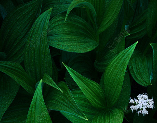 绿色植物小清新背景