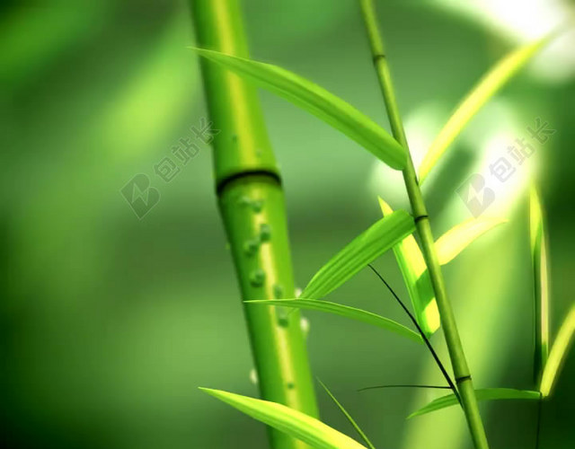 绿色背景