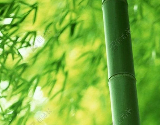 小清新竹林H5背景