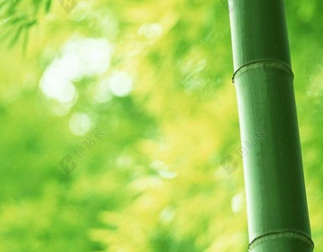 小清新竹林H5背景