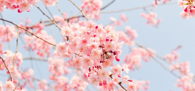唯美樱花背景图