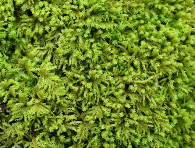 蕨类植物的苔藓 苔 绿色 植物 自然 森林的地面 户外