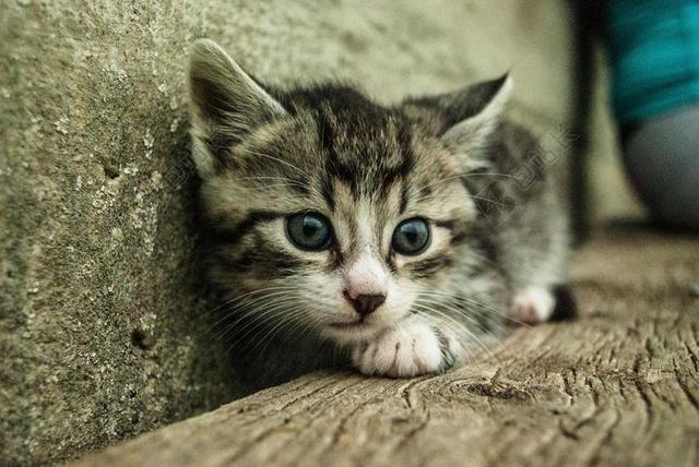 花色广告可爱小猫背景图片