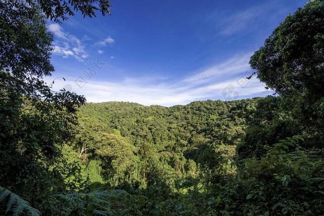 乌干达 丛林 森林 小山 旅行 公园 野生 自然 动物群