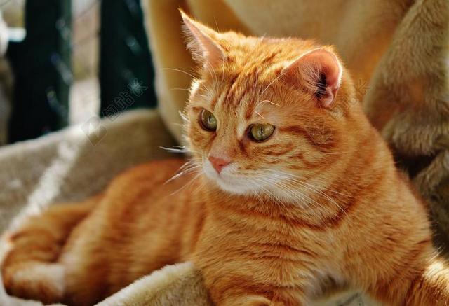 猫 宿醉 红色 可爱 鲭鱼 虎 甜 动物 国内的猫 毛皮