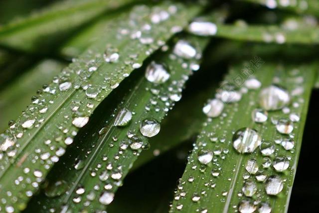 雨滴 露水 叶 水滴 绿色