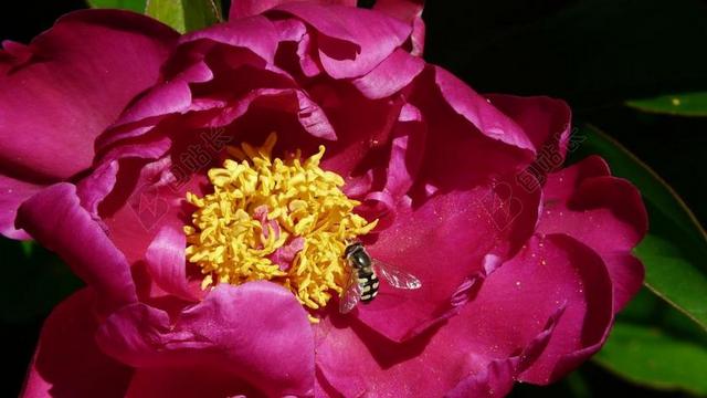 牡丹 蜂蜜 红色 昆虫