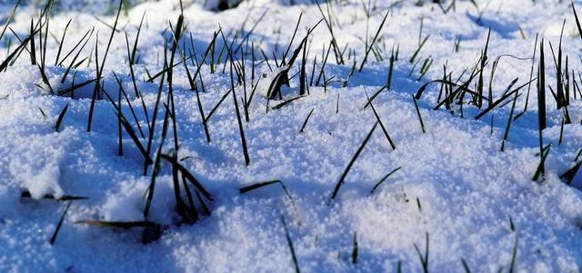 冬天 雪 牧场 叶片草 寒冬 白 冷 景观 冬天的梦想