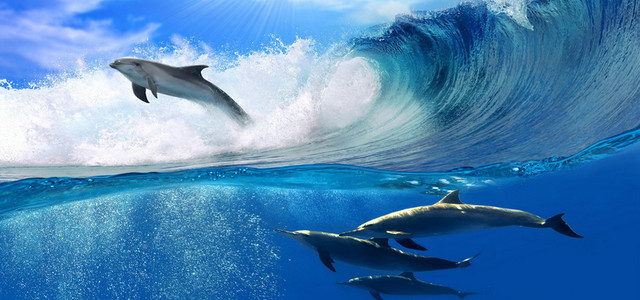 海豚蓝色海洋BANNER