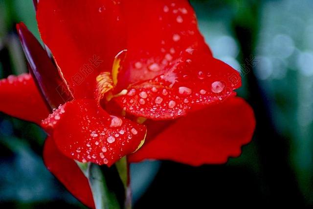 红色盛开鲜花花朵背景图片