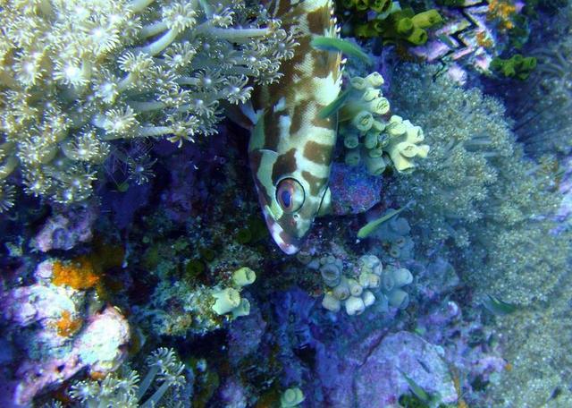 鱼 泰国 海洋生物多样性 海 海洋 水下 动物 热带 生活