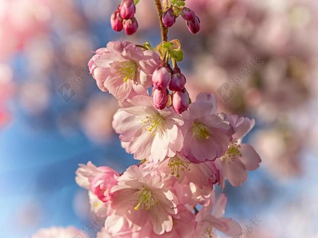 春天 樱花 盛开 粉红色 日本樱花盛开 梅花 白  树