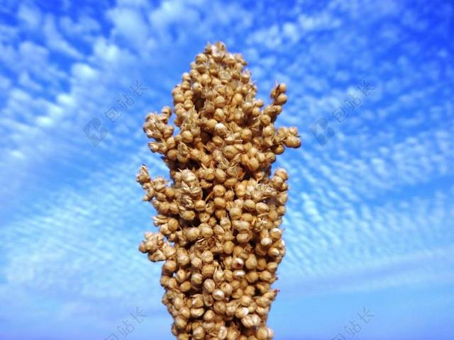 甜高粱 种子 蓝色的天空 植物 自然 有机 植物学 草本植物