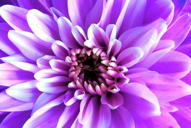 广告唯美丁香花盛开宣传背景图片