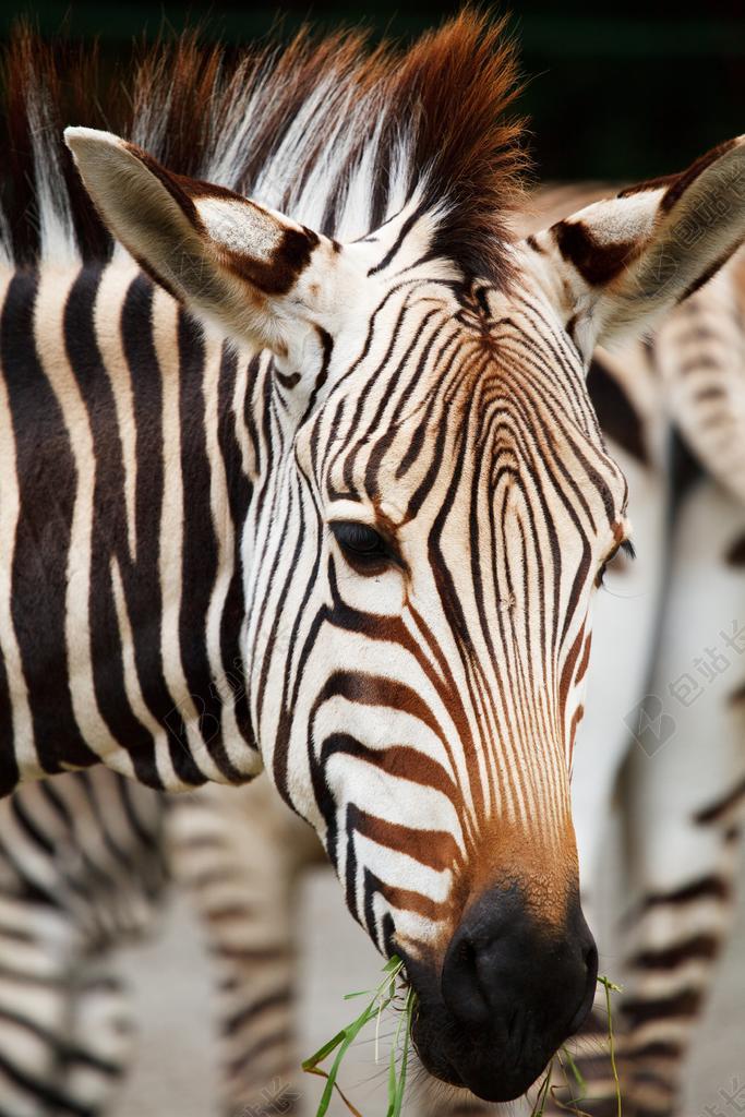 非洲 动物 黑 草食动物 御 斑马 哺乳动物 鬃毛