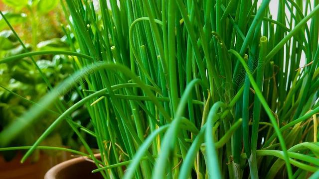 韭菜 草药 花园 性质 厂 关闭 食品 香草 营养 中药