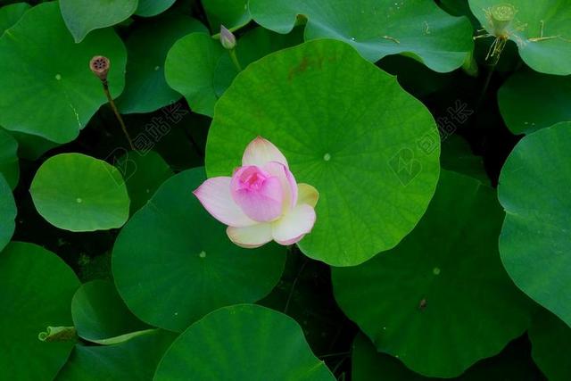 鲜花 雁鸭 莲花 水百合 钉 自来水厂 植物学 大自然 植物