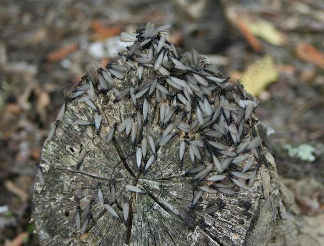 白蚁 翅膀 昆虫 翼 野生动物 甲虫，昆虫 小 天线 野生