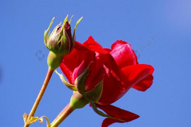 红玫瑰 蓝蓝的天空 红色 藤本月季 玫瑰 芽 蔷薇花蕾