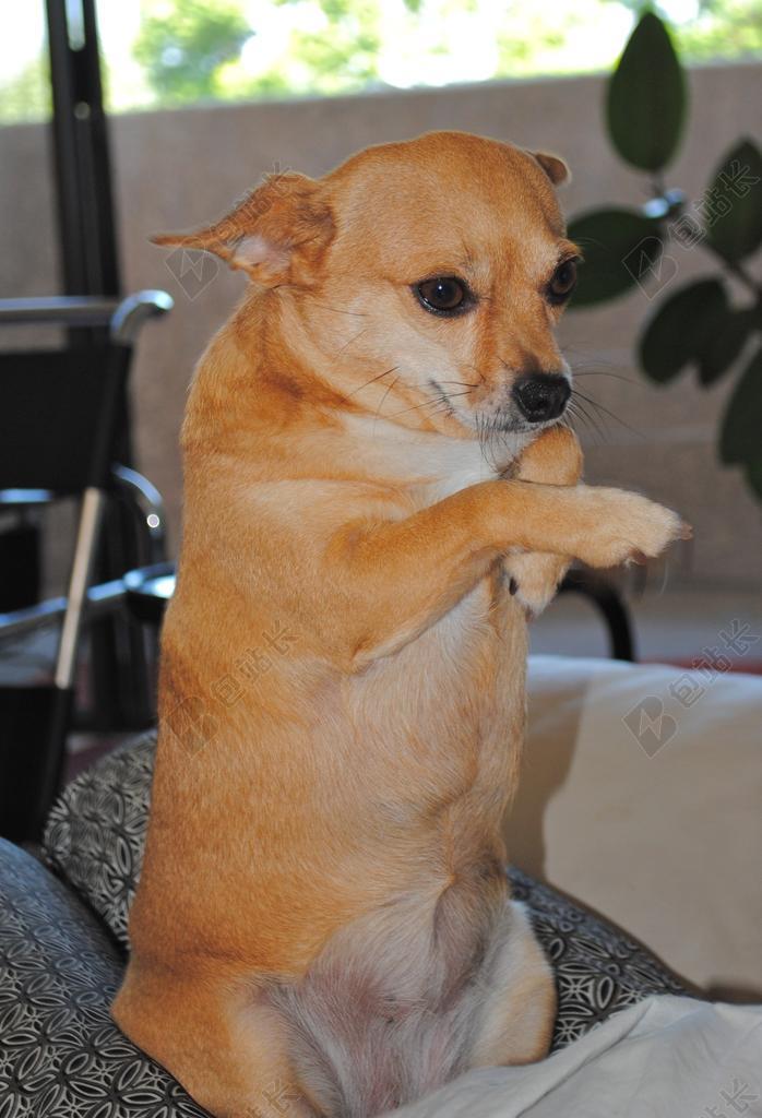 奇瓦瓦 狗 宠物 吉娃娃组合 坐起来和求