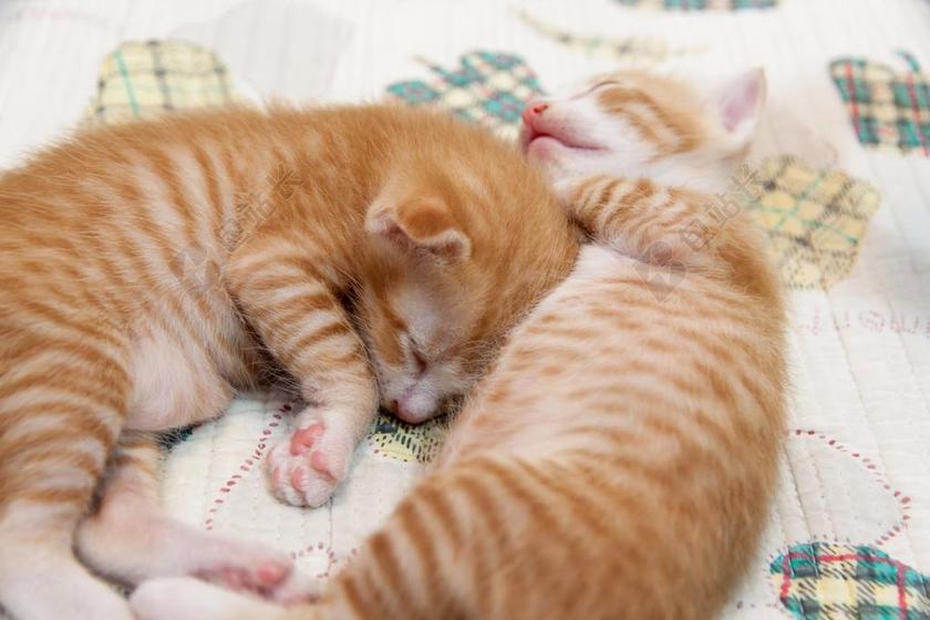 动物桌布睡着的猫咪背景图片