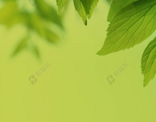 清新绿叶护眼H5背景
