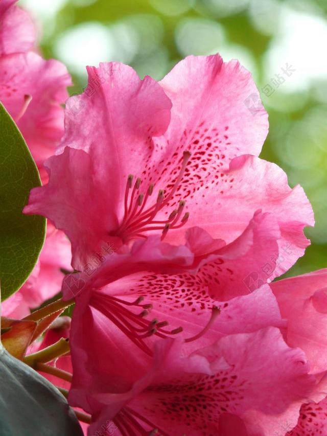 杜鹃花 杜鹃 鲜花 盛开 丰富多彩 光明 厂 春天 宏