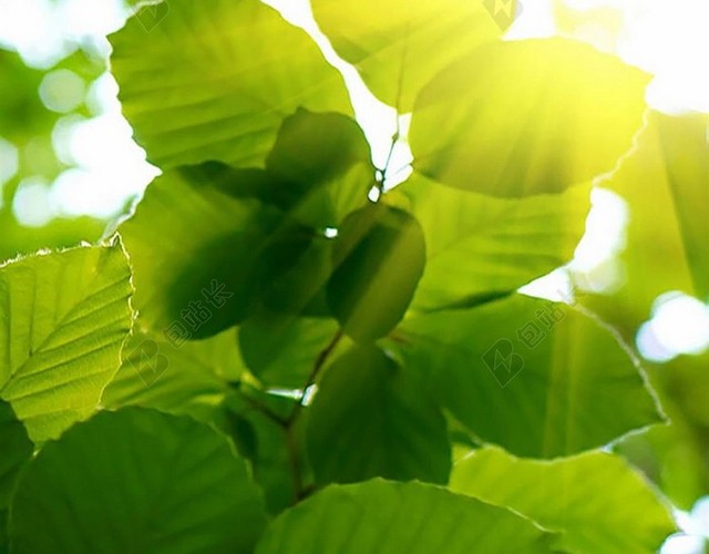 绿叶茂盛