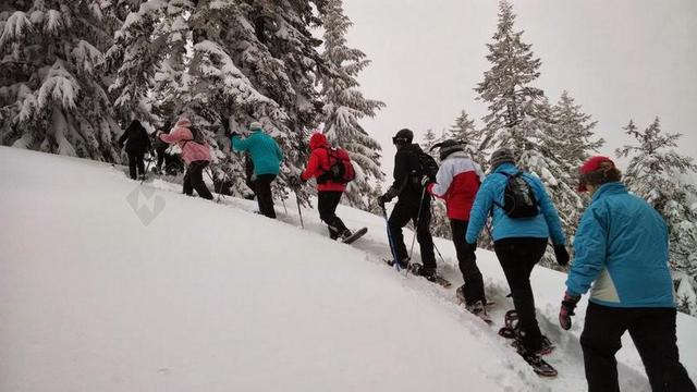 徒步旅行 雪地行走 游 雪 树 森林 冬天 季节 自然 冷