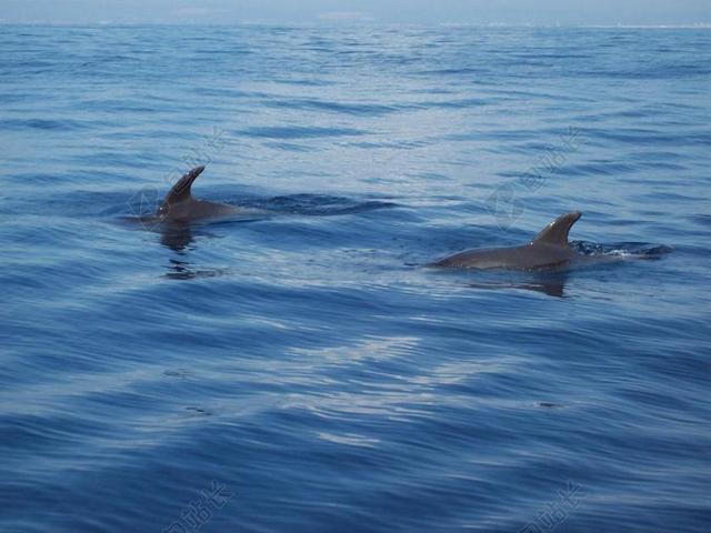 海豚 海 海洋动物 海洋 海底世界 游泳