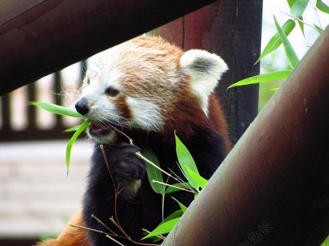 红色 熊猫 小熊猫 吃 坐 动物 野生动物 饿