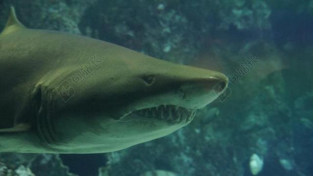 鲨鱼 牙齿 水下 海 捕食者 下巴