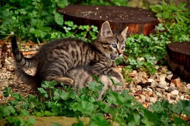 猫 小猫 猫科动物 动物医院 动物 猫咪 玩猫