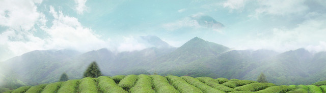 茶叶茶田背景