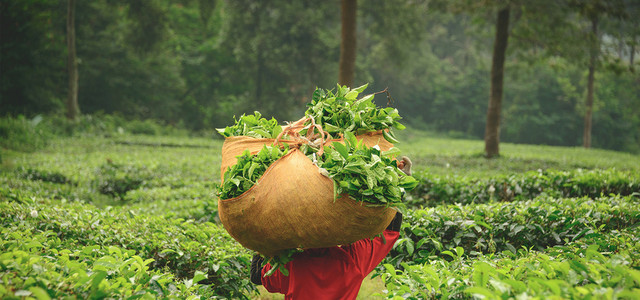 茶园背景图