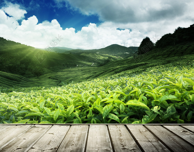 唯美的茶叶种植园背景素材