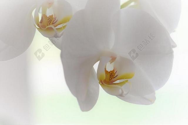 白色植物鲜花花朵盆栽观赏植物兰花盛开清新淡雅背景图片