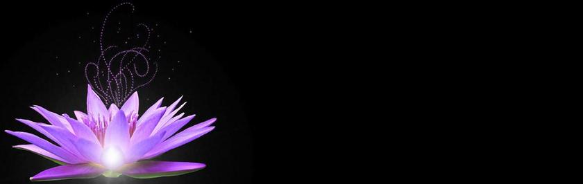 植物绽放的紫色睡莲背景图片