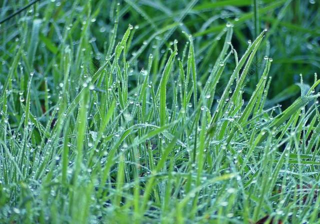 草 草地 性质 厂 叶草 雨滴 湿 背景 关闭 绿色