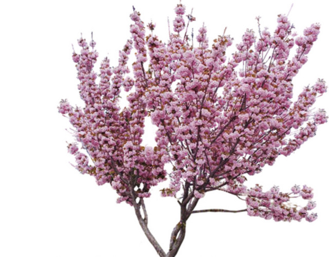 桃花树