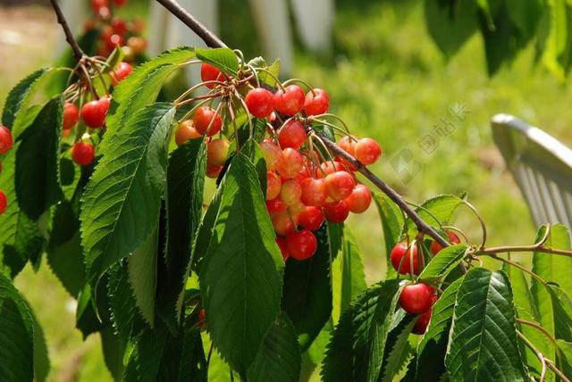 性质 水果 樱桃 食品 健康 维生素 分支 收成 红色